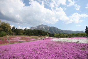 芝桜の丘